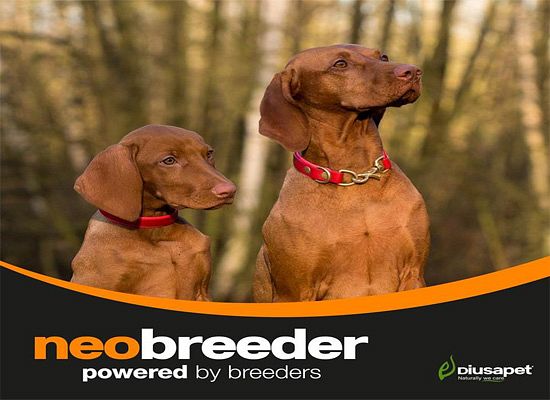 Neobreeder Professional maintenance sport adult 20kg