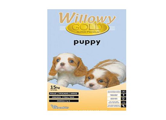 Willowy Willowy Gold puppy