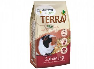 Terra - Guinea Pig